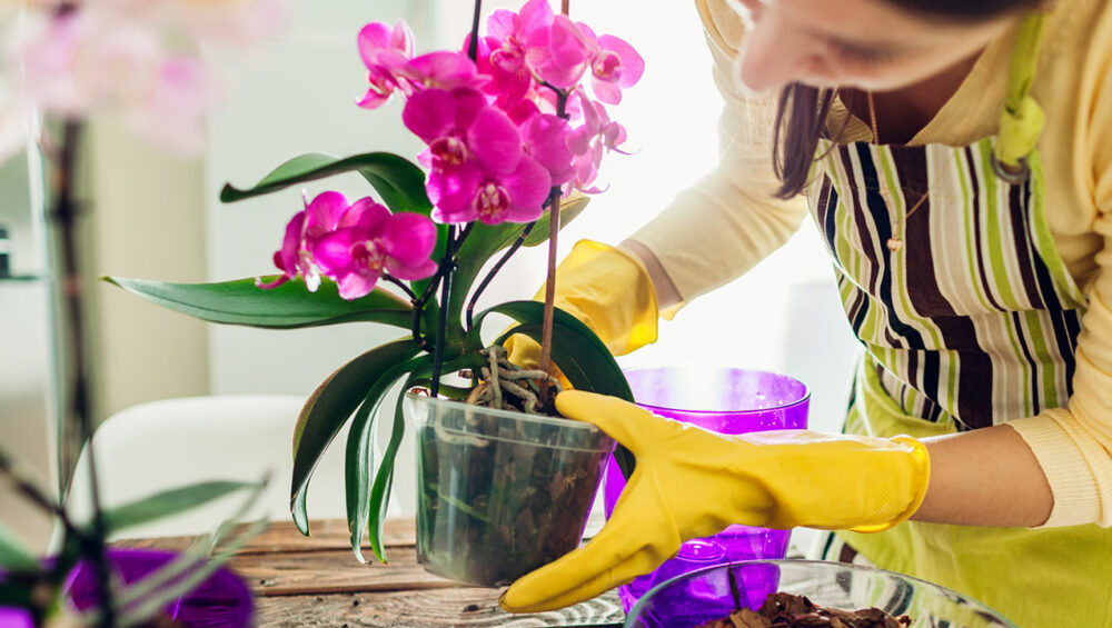 Ganhei uma orquídea, e agora?