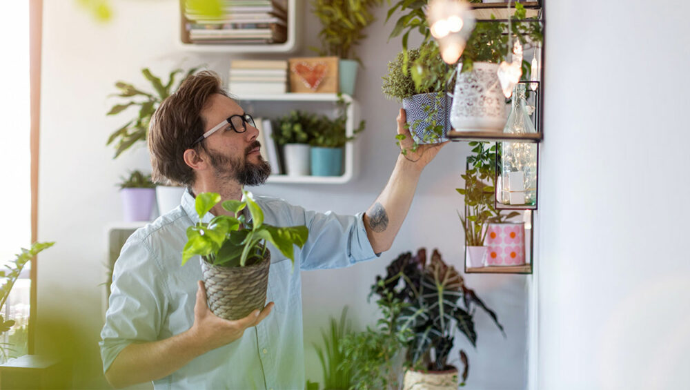 Os benefícios das flores e plantas